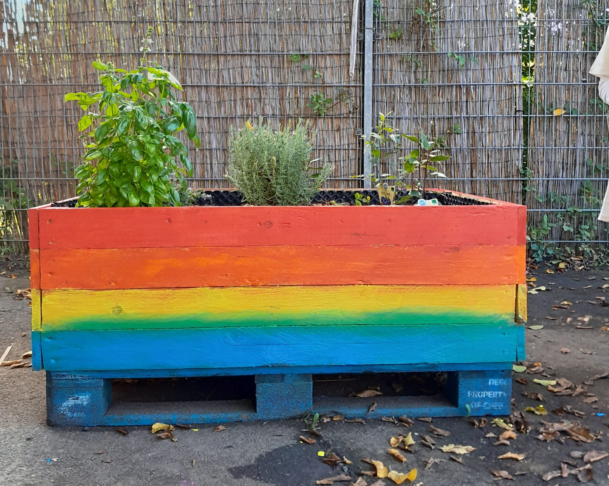 Bunte Farben für die Hochbeete in der Unterkunft - Caritas Caleidoskop